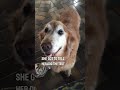 This dog’s reaction when she found out she doesn’t have cancer is so wholesome ❤️