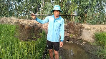 Đặt Lợp Ếch Mùa Lúa Trổ Vô Hàng Lạ " RẮN TRUNG" //HOC VLOG // A frog