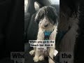 Aussiedoodle DRENCHED From Rainstorm