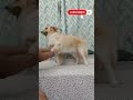 playing with Pixie🥰#goldenretriever #love #fun#gini#retreiver #boll