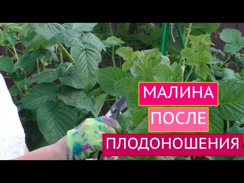 УХАЖИВАЕМ ЗА МАЛИНОЙ ПОСЛЕ ПЛОДОНОШЕНИЯ ПРАВИЛЬНО!