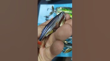 Mồi mềm cá lòng tong Thái Lan siêu mềm, thích hợp cho ae trị cá lóc, chẻm nhát mồi #docaungokhanh