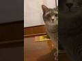 晩ごはんはウエットフードを完食して.. 次はカリカリ2種とフリーズドライを要求して.. おばあちゃんのごちそうさまの掛け声で部屋から出てゆく #さっちゃん #cat #かぜの※３つ