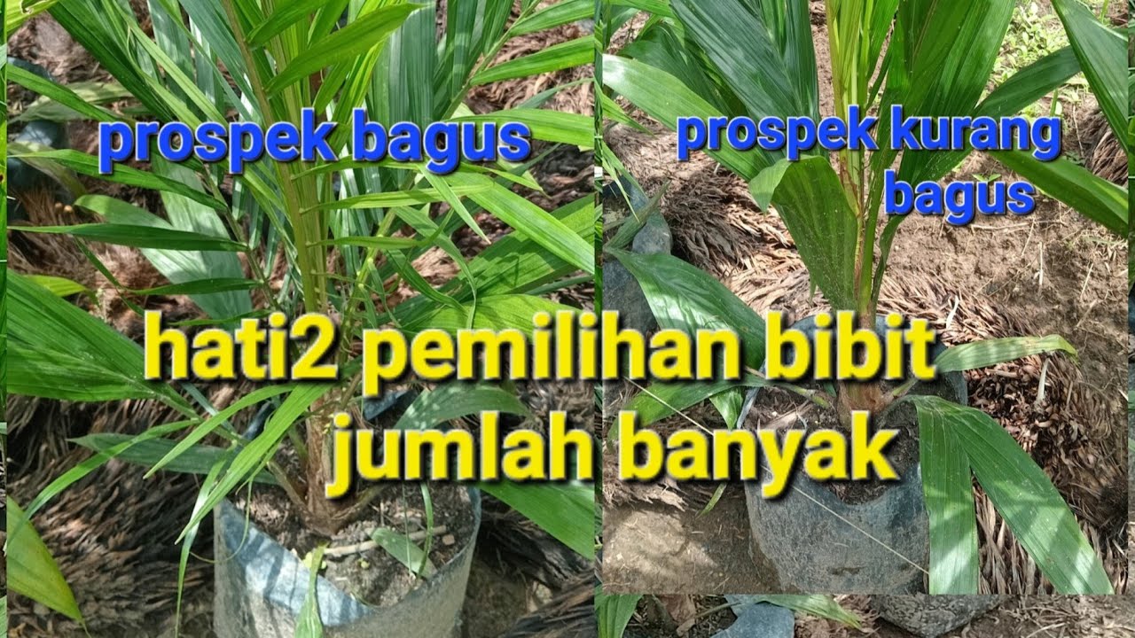 Pemilihan bibit sawit banyak agar minim campur bibit jantan/landa'an #khususpemula #bibitsawit