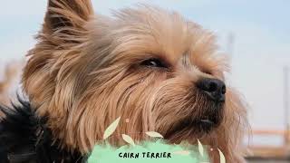 Cairn Terrier Unleash the Charm of These Spirited Pups #cairnterrier #shorts