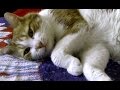 お昼寝の前にお話しないと眠れない猫♥♥猫との会話を楽しむ動画 Conversation with a cat