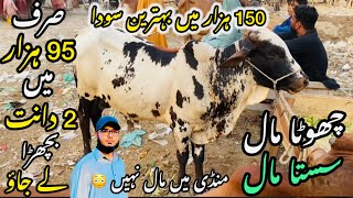 Ismail goat Mandi Karachi Cattle Rates Update ❤️ || 12 may 2026 💫 || Cow Mandi 2026
