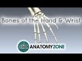 Bones of the Hand and Wrist - Anatomy Tutorial