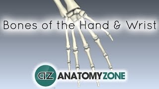 Bones of the Hand and Wrist - Anatomy Tutorial