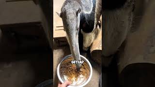 Lidahnya bisa sepanjang lengan manusia! #hewananteater #faktahewan #fyp