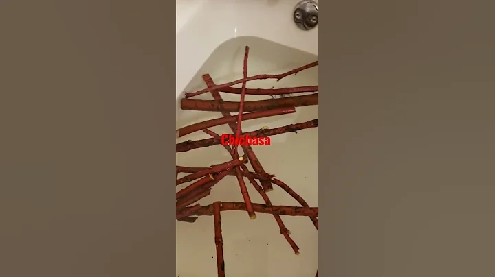 How to make Chichasa from Red willow