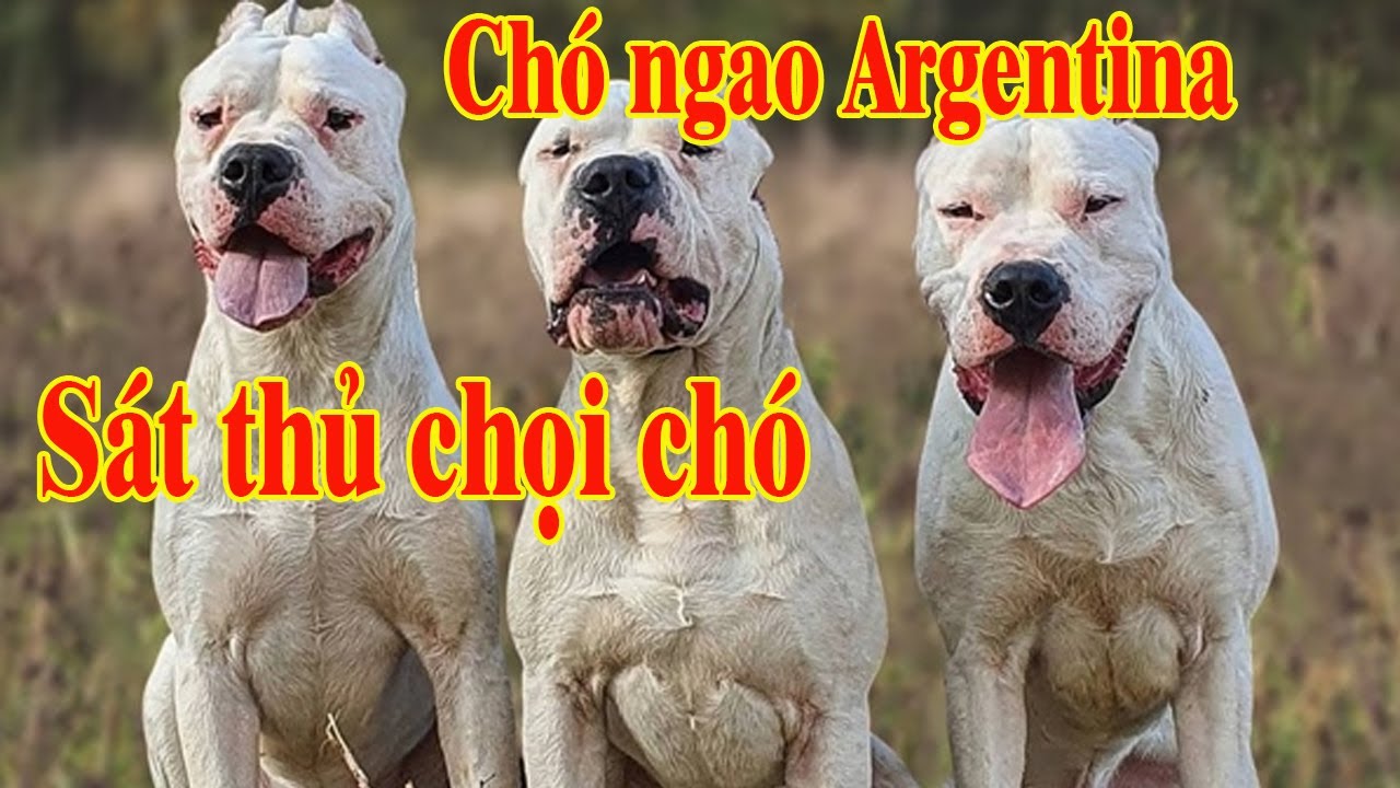 Chó ngao Argentina - Loài chó săn được lợn rừng và báo sư tử - Dogo ...
