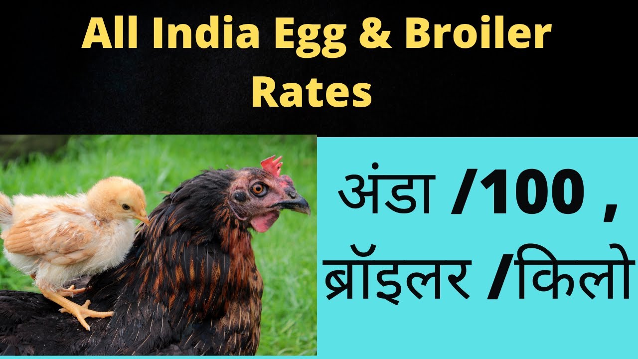 Egg & Broiler Rates अंडा /100 , ब्रॉइलर /किलो Punjab, Warangal, Chitoor