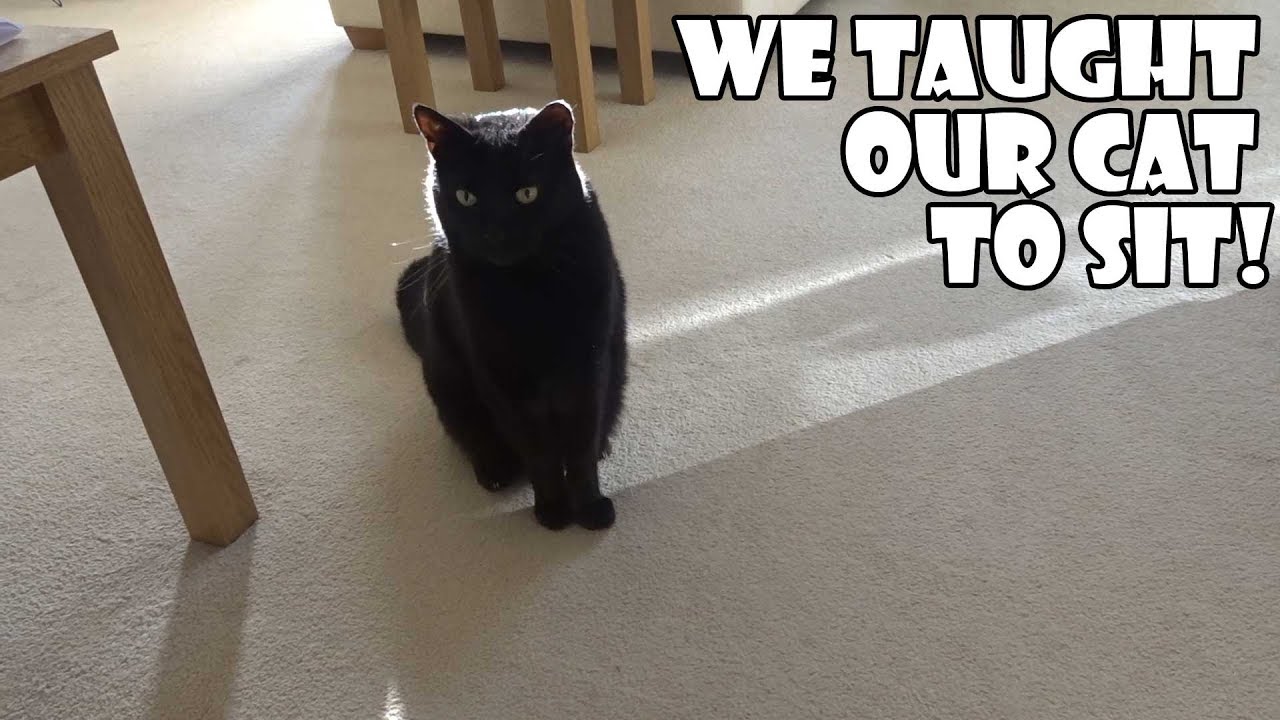 WE TAUGHT OUR CAT TO SIT! WE TAUGHT OUR CAT TO SIT!