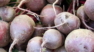 How to plant beet seeds in open ground in spring
