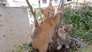 The kittens that play talk to their mother while eating about us.