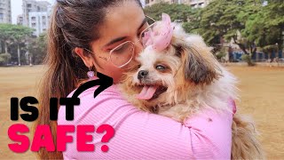 Why You Should NEVER Kiss Your Shih Tzu!