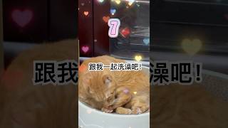 貓咪洗澡嘍/少了那幾個數字?#1234數字歌#貓咪 #cat