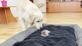 Golden Retriever Reaction to a Tiny Kitten Occupying his Bed!