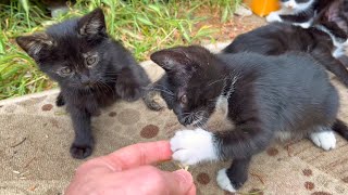 Cute little boxer kittens are preparing for the world championship, meow