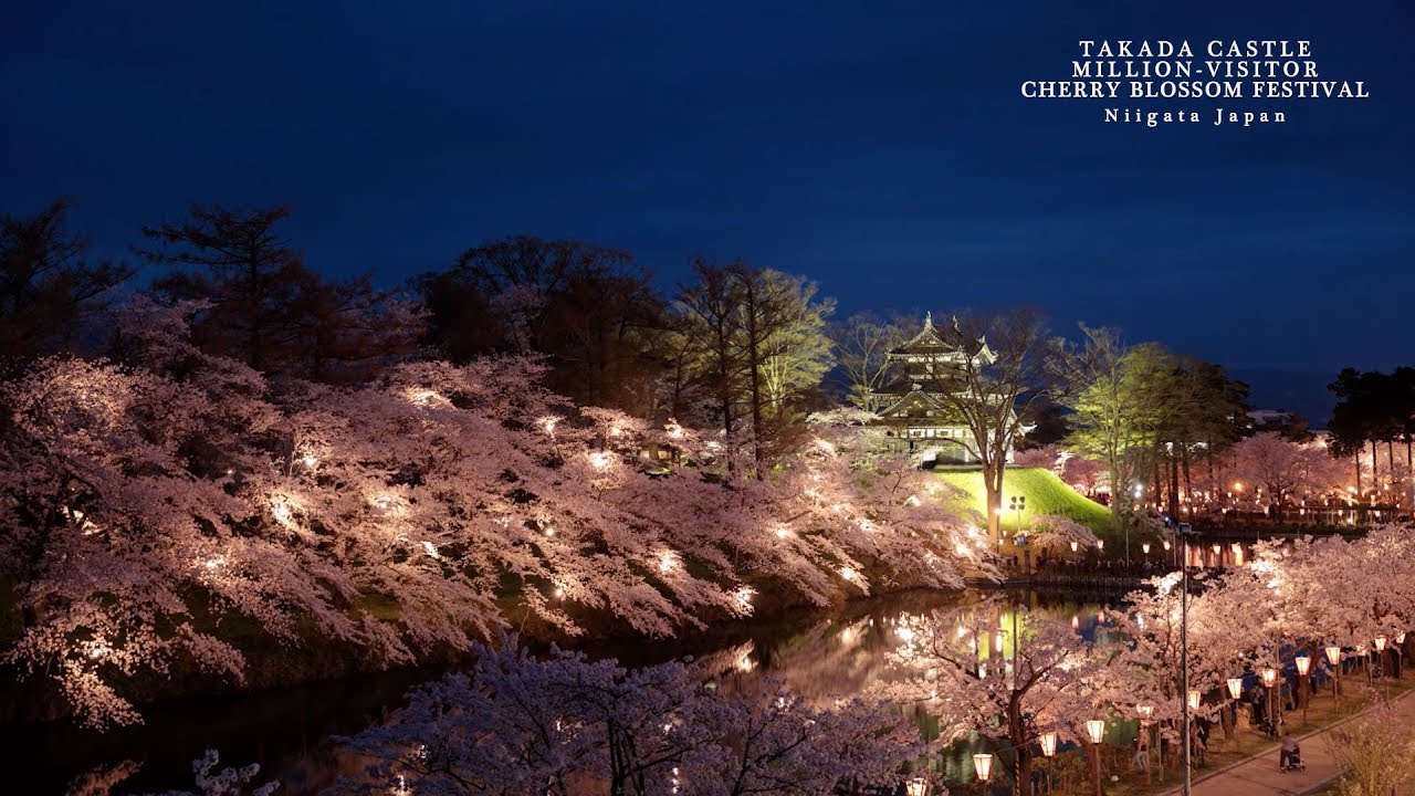 TAKADA CASTLE MILLION VISITOR CHERRY BLOSSOM FESTIVAL IN FULL BLOOM
