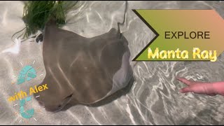 Explore with Alex: Manta Ray