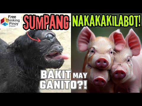 Kambing Isa Lang ang MATA!! Animal Mutation Breeds