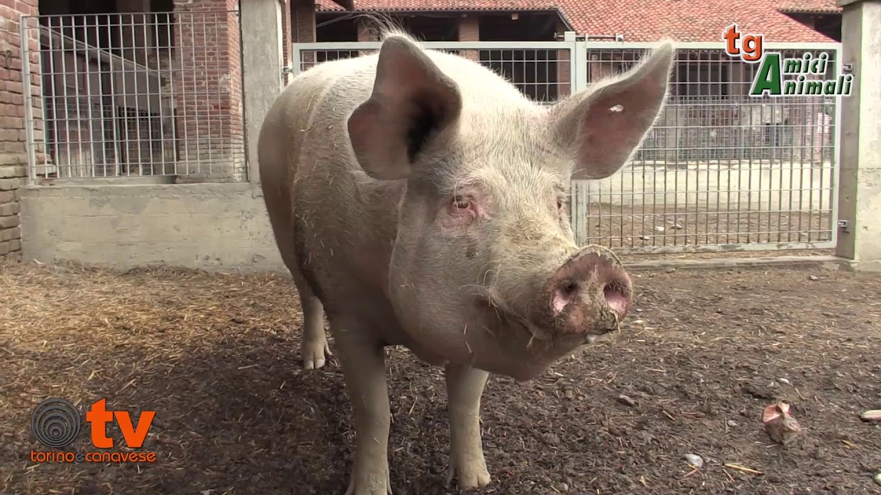 La Piccola Fattoria degli Animali