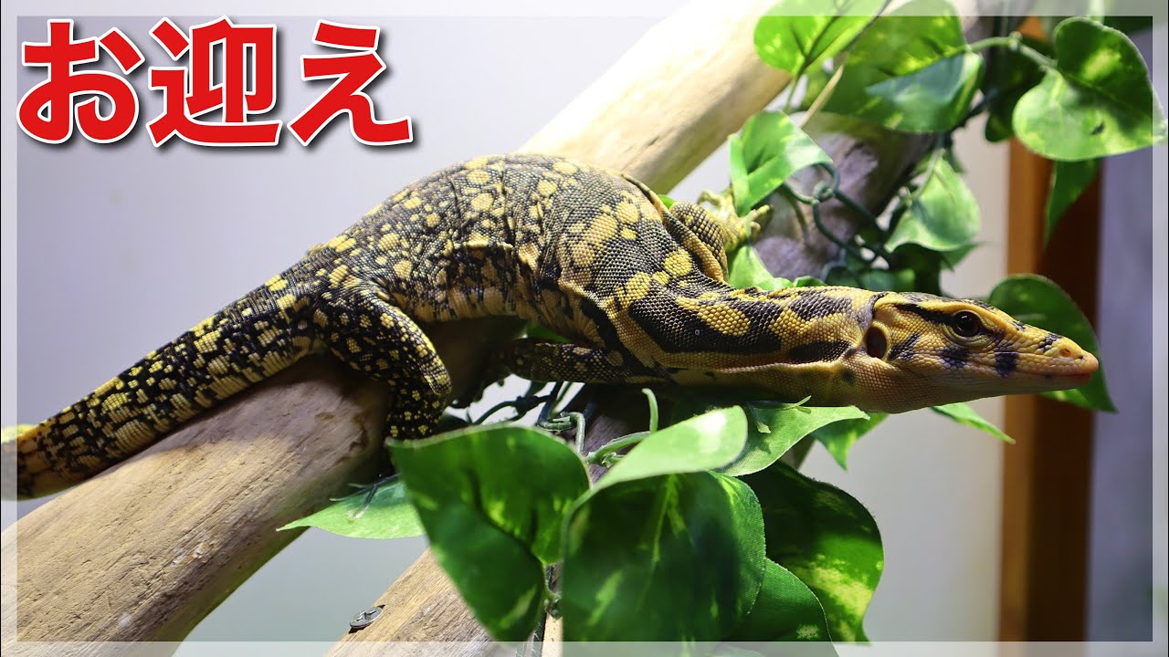 We welcomed a beautiful tiger-like monitor lizard into our home