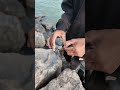 Live Bait Fishing 🔥 Abu Pidicha Kunji Chemballi