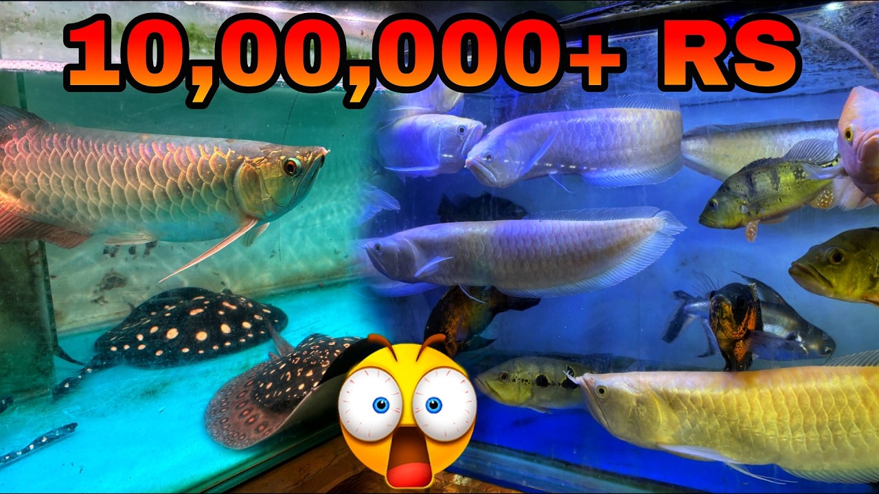 Insanely Expensive Fishes You Won’t Believe Exist (₹10 Lakh+!)