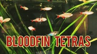 Are Bloodfin Tetras the Best Schooling Fish? (Tank Updates)
