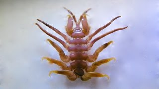 Humpback Whale Lice