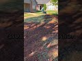 #fescue #fall #sodinstallation #capcut