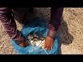 Amazing fishing at Battambang - people fishing in Cambodia - How to Catches fish (Part 66)