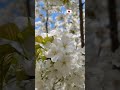Beautiful Variety of Cherry blossom TaiHaku 0r Great White Cherry Tree #beautiful #white #great