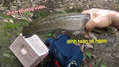 Xiệt Mương Vườn Dính Toàn Cá Ngon | kích cá miền tây