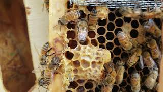 Two Live Virgin Honey Bee Queens In The Same Cage