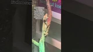 Explanation of why Male lizard show their dewlaps and why they do push ups.