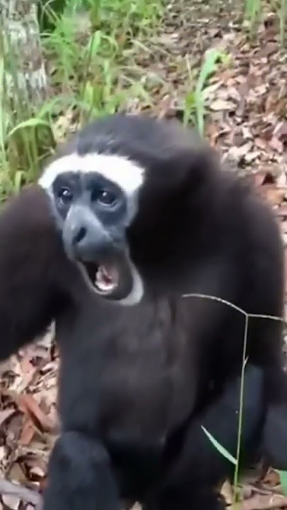 kirain cuma UU AA aja suara monyet ternyata ada yg kayak gini #shortvideo #lucu #monyet #monyetlucu