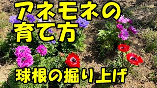 アネモネの育て方 球根の堀上 How To Grow Anemones Bulb Digging Youtube