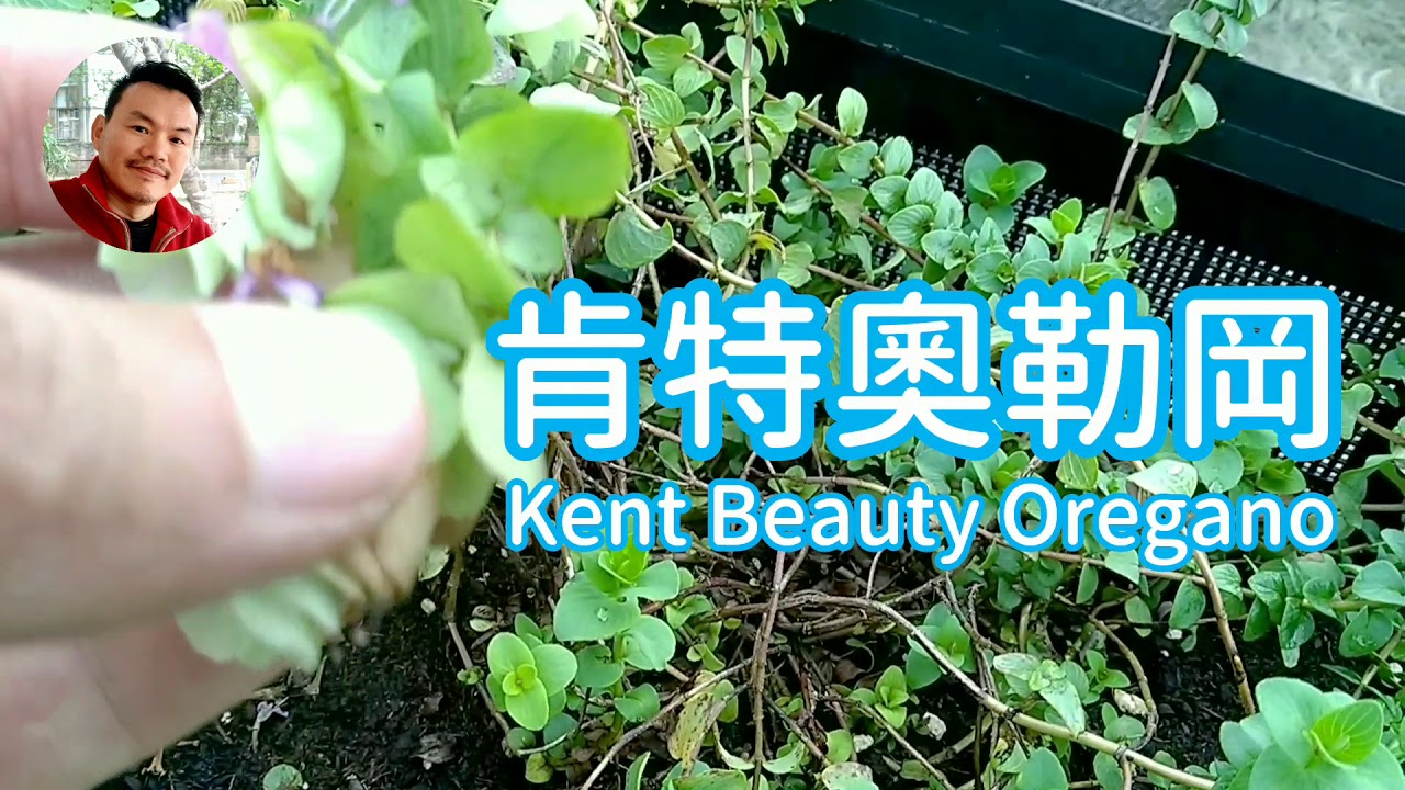 奥勒冈 植物 搜狗百科