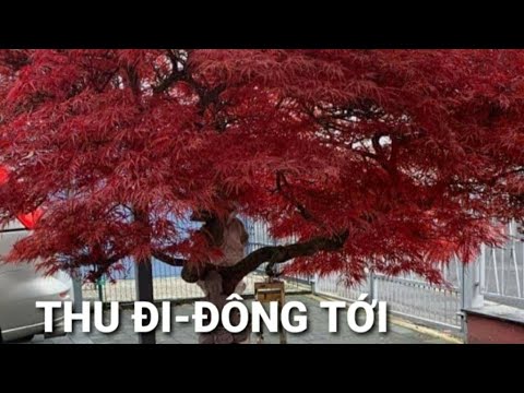 Video: Dọn Vườn Trong Mùa Đông - Làm Gì Trong Vườn Trong Mùa Đông