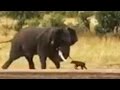 Baby Buffalo Shows Elephant Who&#39;s Boss