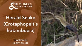 Herald Snake near Brackenfell, Cape Town, Western Cape, South Africa (20170517)