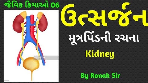 Std 10 Science chap 6 in Gujarati Excretion ઉત્સર્જન | મૂત્રપિંડની રચના |kidney| જૈવિક ક્રિયાઓ 06