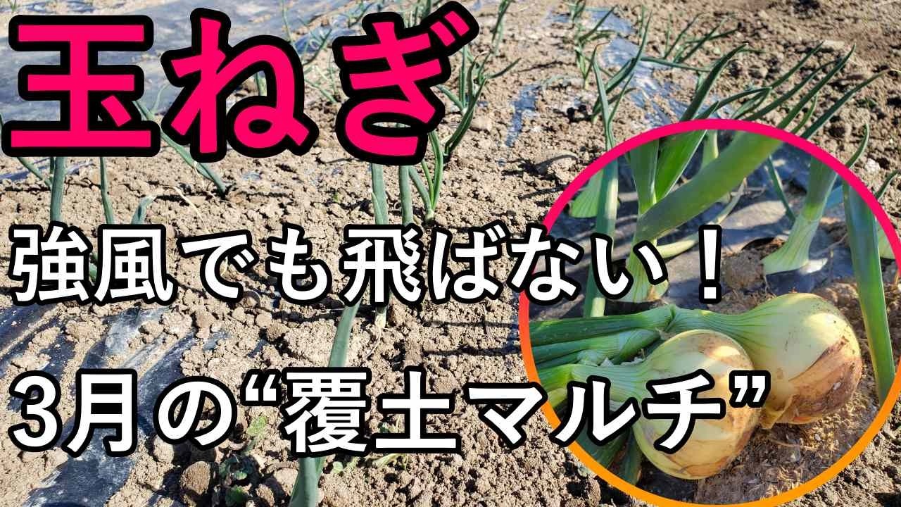 『玉ねぎ3月は“環境対策”がすべて ──関東の空っ風5〜8mでもマルチが飛ばない畑づくり』