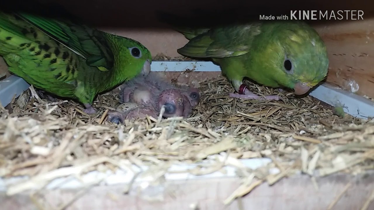 Bolborhynchus Lineola Growth Stages || Catherine Parkit || Linnies