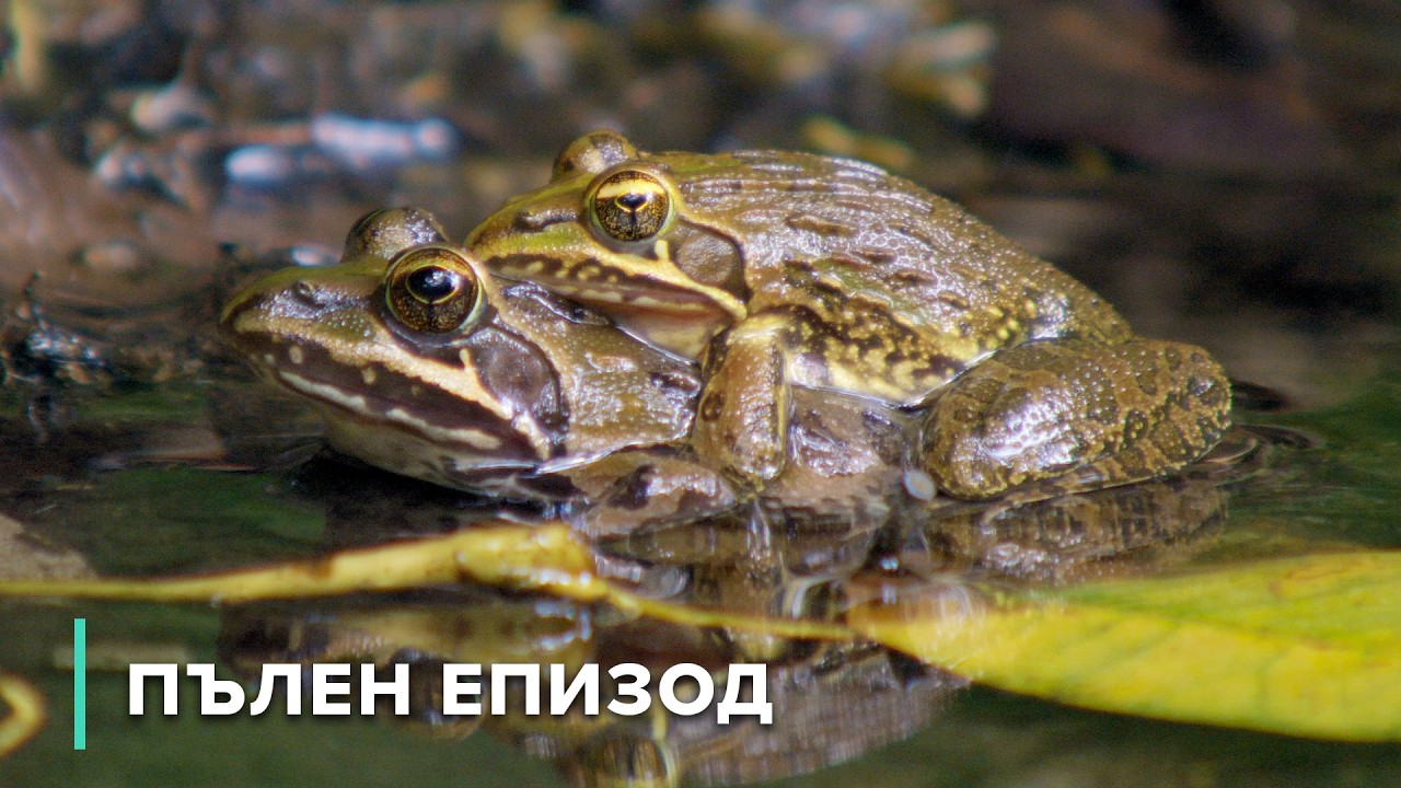 Светилище в небето: Флора и фауна на Облачните планини | Скритите царства на Африка 102