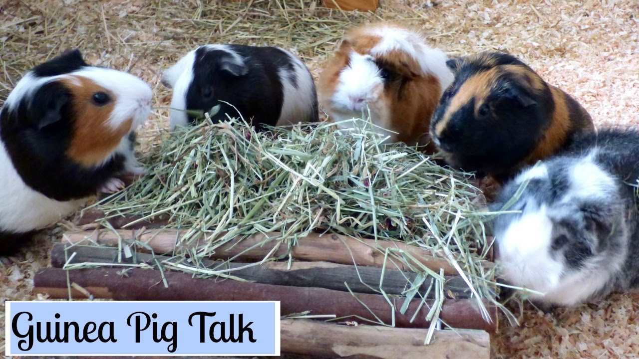 Guinea Pig has a Secret Talent | Guinea Pig Talk